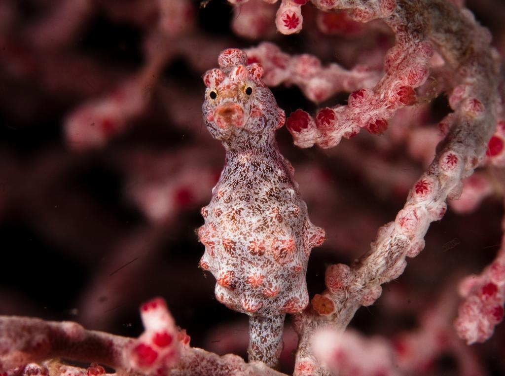 Evolution Dive And Beach Resort لوغون المظهر الخارجي الصورة
